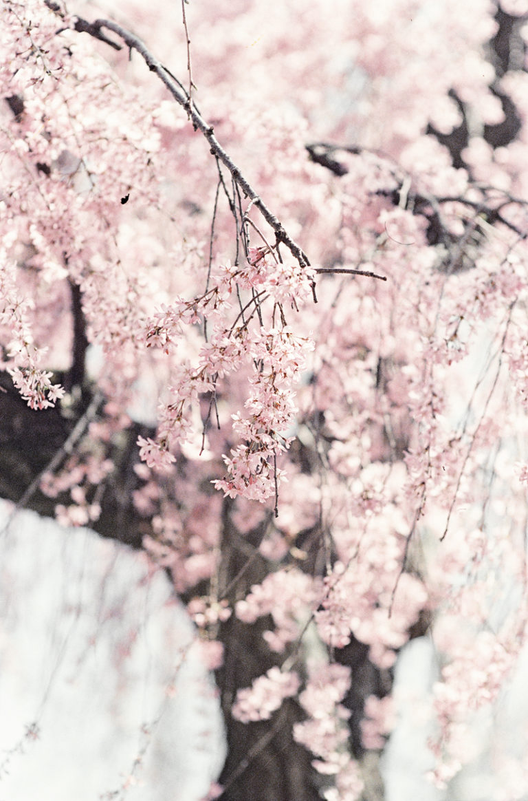Cherry Blossom Engagement Session | Maria Mack Photography